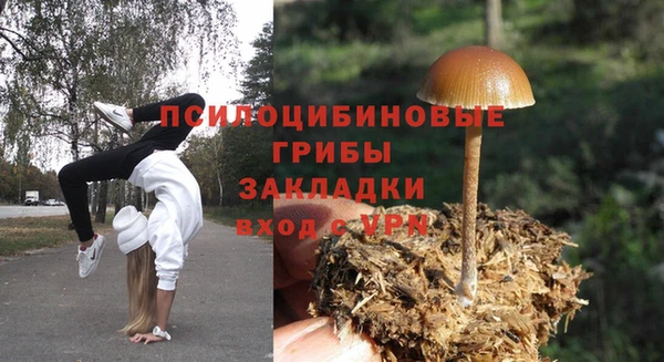 прущие грибы Богородицк